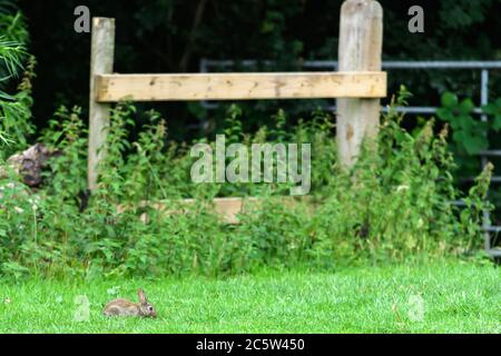 Lapin assis sur l'herbe dans la campagne anglaise Banque D'Images