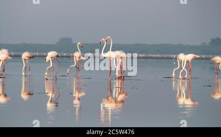 Flamants d'eau debout dans le lac Banque D'Images