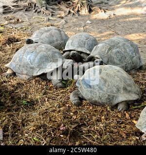 Une tortoise géante Aldabra, connue scientifiquement sous le nom de Aldabrachelys gigantea, est l'une des plus grandes tortues du monde, l'île des Seychelles Banque D'Images