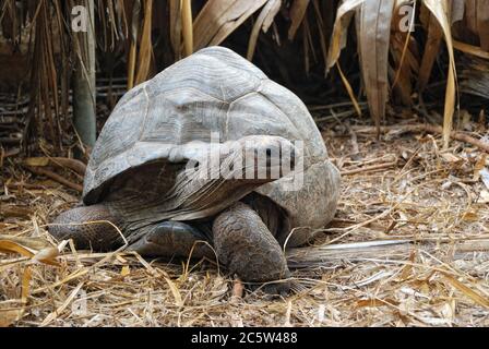Une tortue géante solitaire d'Aldabra, connue scientifiquement sous le nom de Aldabrachelys gigantea, est l'une des plus grandes tortues du monde, l'île des Seychelles Banque D'Images
