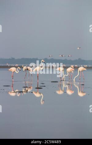 Flamants d'eau debout dans le lac Banque D'Images