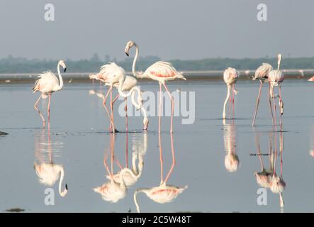 Flamants d'eau debout dans le lac Banque D'Images