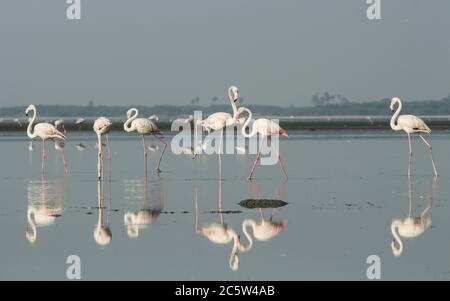 Flamants d'eau debout dans le lac Banque D'Images