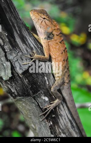 Grand Lizard orange typique sur le bois au Vietnam Banque D'Images