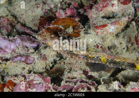 Poisson-pipége à whisky, Halicampus macrorhynchus, site de plongée de Pantai Kecil, île Bangka, Sulawesi nord, Indonésie, Océan Pacifique Banque D'Images