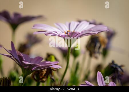 Vue latérale d'une fleur de pâquerette violette, avec une faible profondeur de champ Banque D'Images