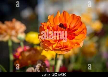 Une fleur de ranunculus orange au soleil californien, avec une faible profondeur de champ Banque D'Images