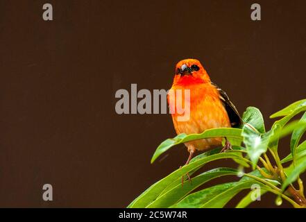 Fondy rouge (Foudia madagascariensis) perchée dans un arbre Banque D'Images