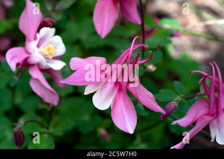 Aquilegia Spring Magic Rose and White, Spring Magic series, Ranunculaceae, aquilegia Banque D'Images