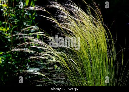 Stipa tenuissima,Nassella tenuissima poney Tails,fendent mexicain,fendor texan, Stipa tenuissima poney Tails,Nassella tenuissima,Poaceae Banque D'Images