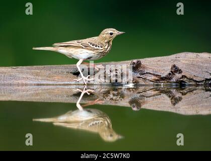 Pipit (Anthus trivialis) au bord de l'eau d'une piscine d'eau douce en Hongrie. Marche sur le côté de l'eau avec une réflexion parfaite. Banque D'Images