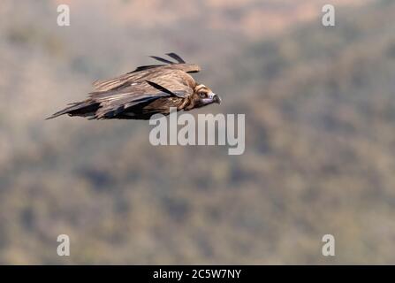 La Vulture de Cineregypus (Aegypius monachus) s'envolent au-dessus de la campagne espagnole de l'Estrémadure dans le centre de l'Espagne. Banque D'Images