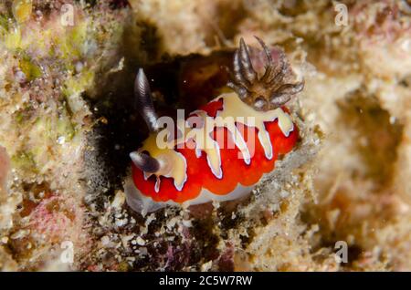 Nudibranche crémeuse, Goniobranchus fidelis, site de plongée Sampiri 3, île Bangka, Sulawesi nord, Indonésie, Océan Pacifique Banque D'Images
