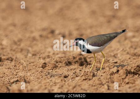 Lapule à puissance rouge adulte (Vanellus indicus) debout dans le champ agricole rural en Asie. Banque D'Images