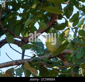 Pigeon vert à pieds jaunes (Treron phoenicoptera), également connu sous le nom de pigeon vert à pattes jaunes, perché dans la canopée d'un arbre à larges feuilles. Banque D'Images