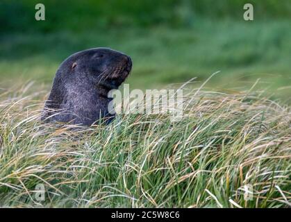 Le lion de mer de Nouvelle-Zélande (Phocarctos hookeri) sur l'île d'Enderby, dans les îles d'Auckland, Nouvelle-Zélande. Également connu sous le nom de lion de mer de Hooker. Banque D'Images