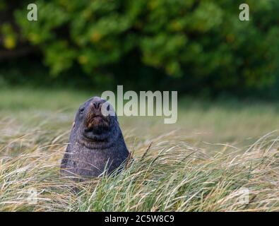 Le lion de mer de Nouvelle-Zélande (Phocarctos hookeri) sur l'île d'Enderby, dans les îles d'Auckland, Nouvelle-Zélande. Également connu sous le nom de lion de mer de Hooker. Banque D'Images