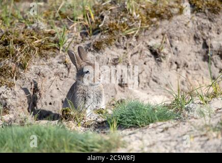 Lapin européen (Oryctolagus cuniculus), également connu sous le nom de Coney, dans les dunes de Texel, pays-Bas. Assis devant le trou. Banque D'Images