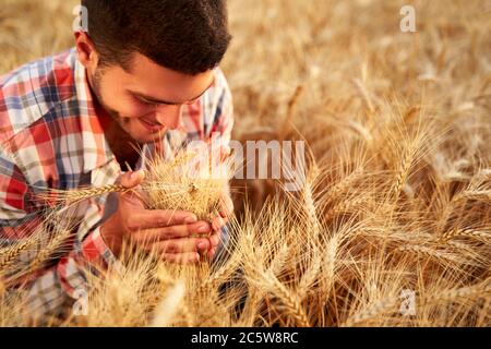 Fermier souriant tenant et sentant un tas d'oreilles de blé mûr cultivé entre les mains. Agronome examinant la récolte de céréales avant de la récolter au lever du soleil Banque D'Images