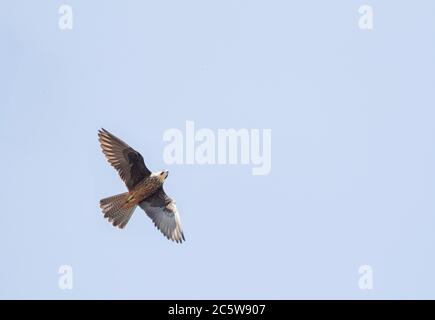 Pâles morph le faucon d'Eleonora (Falco eleonorae) en vol au-dessus de Chypre. Hawking pour les insectes dans les montagnes. Banque D'Images