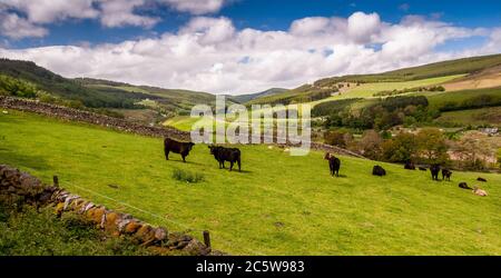 Un troupeau de vaches se confond dans un pâturage de la vallée de Tweed sous les collines couvertes de forêt des Uplands du Sud, aux frontières écossaises. Banque D'Images