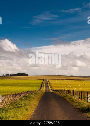 Une étroite ruelle de campagne passe entre les champs de pâturage de moutons dans les frontières écossaises près de Hawick. Banque D'Images