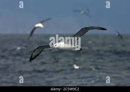 Albatros timide immature (Thalassarche cuta) en vol au-dessus de l'océan Atlantique sud, Tristan da Cunha. Autres albatros dans le fond. Banque D'Images