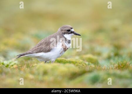 Île d'Auckland Dotterel à Banded (Charadrius bicinctus exilis) sur l'île d'Enderby, une partie des îles d'Auckland, sous-antarctique Nouvelle-Zélande. Banque D'Images