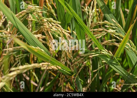 Vue rapprochée du champ de riz vert-jaune avec lumière douce du lever du soleil, vue de la plante de paddy dans le champ, plante de riz dans le champ de riz, champs de mûrissement Banque D'Images