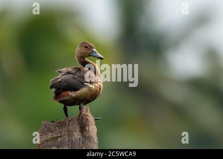 Un canard siffleur petit regardant dehors pour les intrus de sa perche sur un arbre creux. Banque D'Images