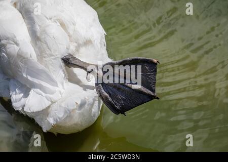 Pied de lit en similicuir d'un cygne muet (Cygnus olor) maintenu hors de l'eau dans un comportement de repos typique, Wildfowl & Wetlands Trust à Arundel, West Sussex Banque D'Images