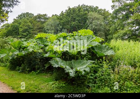 Gunnera manucata, rhubarbe géante brésilienne ou rhubarbe géante, plante à fleurs de la famille des Gunneraceae du Brésil, vue en été dans le Hampshire, au Royaume-Uni Banque D'Images