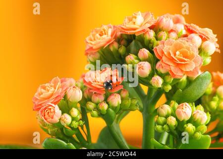 Coccinelle rouge sur une belle fleur de fleur 'Kalanchoe blossfeldiana', sur fond jaune-orange. Banque D'Images