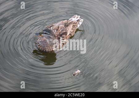 Un canard au milieu des ondulations d'eau s'est toilettant Banque D'Images