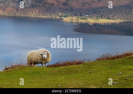 Vue sur un lac dans le Lake District depuis Le Sommet des cloches avec un mouton Banque D'Images