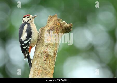 Pic petit tacheté juvénile (Dendrocopos Major) grimpant sur la souche d'arbre, montrant un plumage immature. Fond de forêt de chêne vert. Juin 2020 Banque D'Images