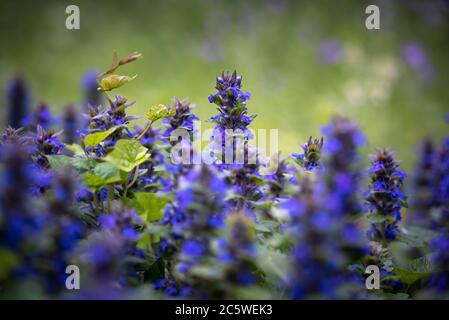 Fleurs de Muscari. Muscari armeniacum. Jacinthes de raisin. Fleur bleue sur fond orange Banque D'Images