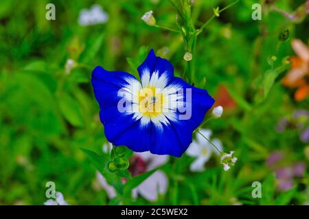 Fleur de la bindweed déposée sur un pré en été. Vue rapprochée du dessus Banque D'Images