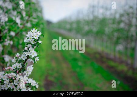 Route vers une ferme moderne et intelligente. Arbres fruitiers en fleurs sur fond flou Banque D'Images