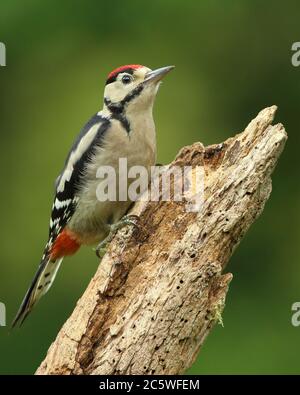 Pic petit tacheté juvénile (Dendrocopos Major) grimpant sur la souche d'arbre, montrant un plumage immature. Fond de forêt de chêne vert. Juin 2020 Banque D'Images