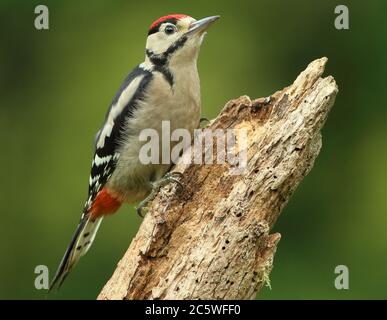 Pic petit tacheté juvénile (Dendrocopos Major) grimpant sur la souche d'arbre, montrant un plumage immature. Fond de forêt de chêne vert. Juin 2020 Banque D'Images