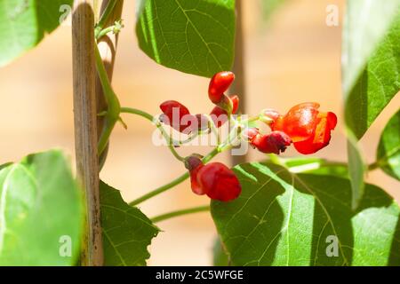 Jardinage de légumes - vue haute résolution des fleurs rouges écarlate poussant sur la vigne de haricots de chemin (variété de tempête de feu) Banque D'Images