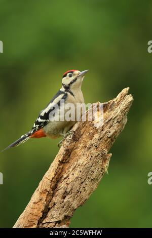 Pic petit tacheté juvénile (Dendrocopos Major) grimpant sur la souche d'arbre, montrant un plumage immature. Fond de forêt de chêne vert. Juin 2020 Banque D'Images