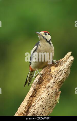 Pic petit tacheté juvénile (Dendrocopos Major) grimpant sur la souche d'arbre, montrant un plumage immature. Fond de forêt de chêne vert. Juin 2020 Banque D'Images