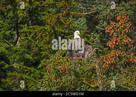 Pygargue à tête blanche séchant ses ailes du matin de brouillard dans le bras de Valdez du Prince William en Alaska Banque D'Images