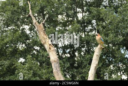 Oiseau de geai eurasien à grand angle (Garrulus glandarius) dans son habitat/environnement typique de bois de chêne. Woodland, Staffordshire, Royaume-Uni. Juin 2020. Banque D'Images