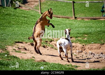 Chèvres sauvages dans le parc animalier Gerolstein. Photo de haute qualité Banque D'Images