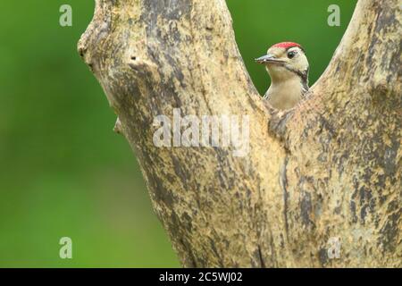 Pic petit tacheté juvénile (Dendrocopos Major) grimpant sur la souche d'arbre, montrant un plumage immature. Fond de forêt de chêne vert. Juin 2020 Banque D'Images