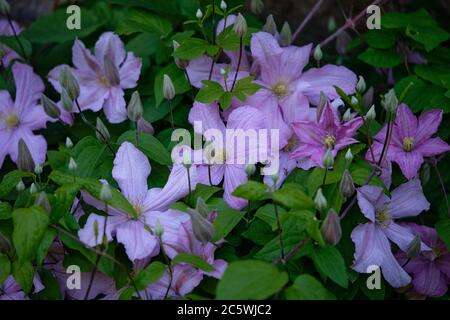 Clématis violets dans l'ombre. Banque D'Images