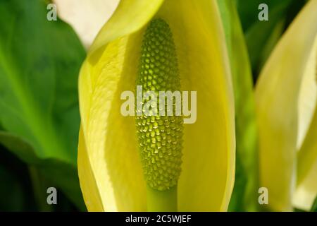 Lysichiton americanus, également appelé chou de la mouffette de l'Ouest, chou de la mouffette jaune (UK), Skunk-chou américain ou lanterne de marais. Banque D'Images